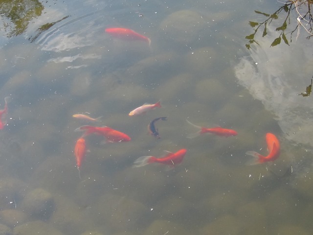 Fisk i dammen ude foran